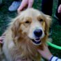 Golden Retrievers in Therapy and Assistance Roles 89. Golden Retrievers in Therapy and Assistance Roles